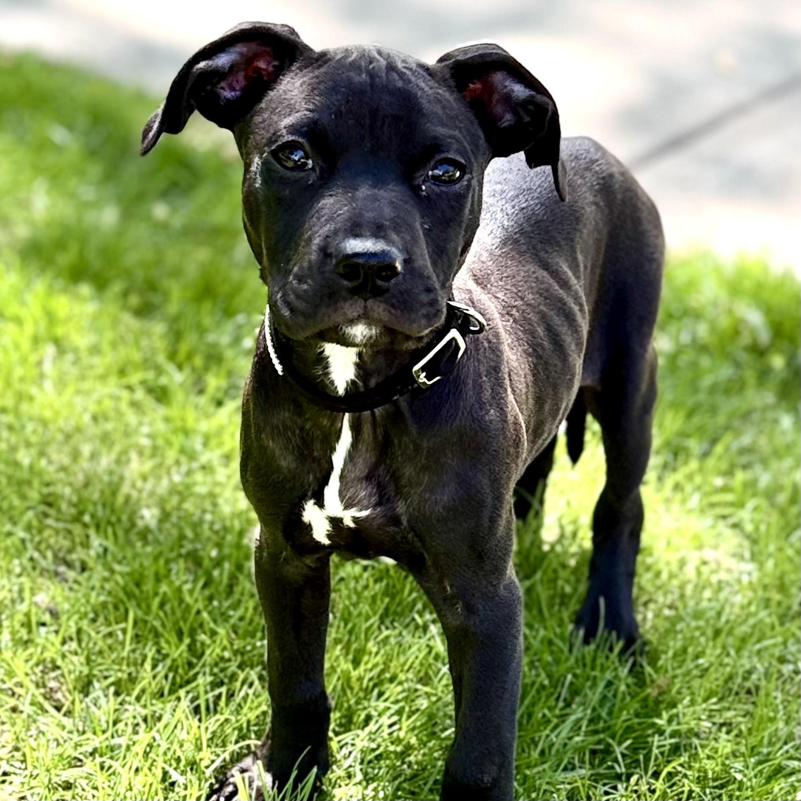 Onyx, an adoptable mixed breed in Libertyville, IL image 3/6