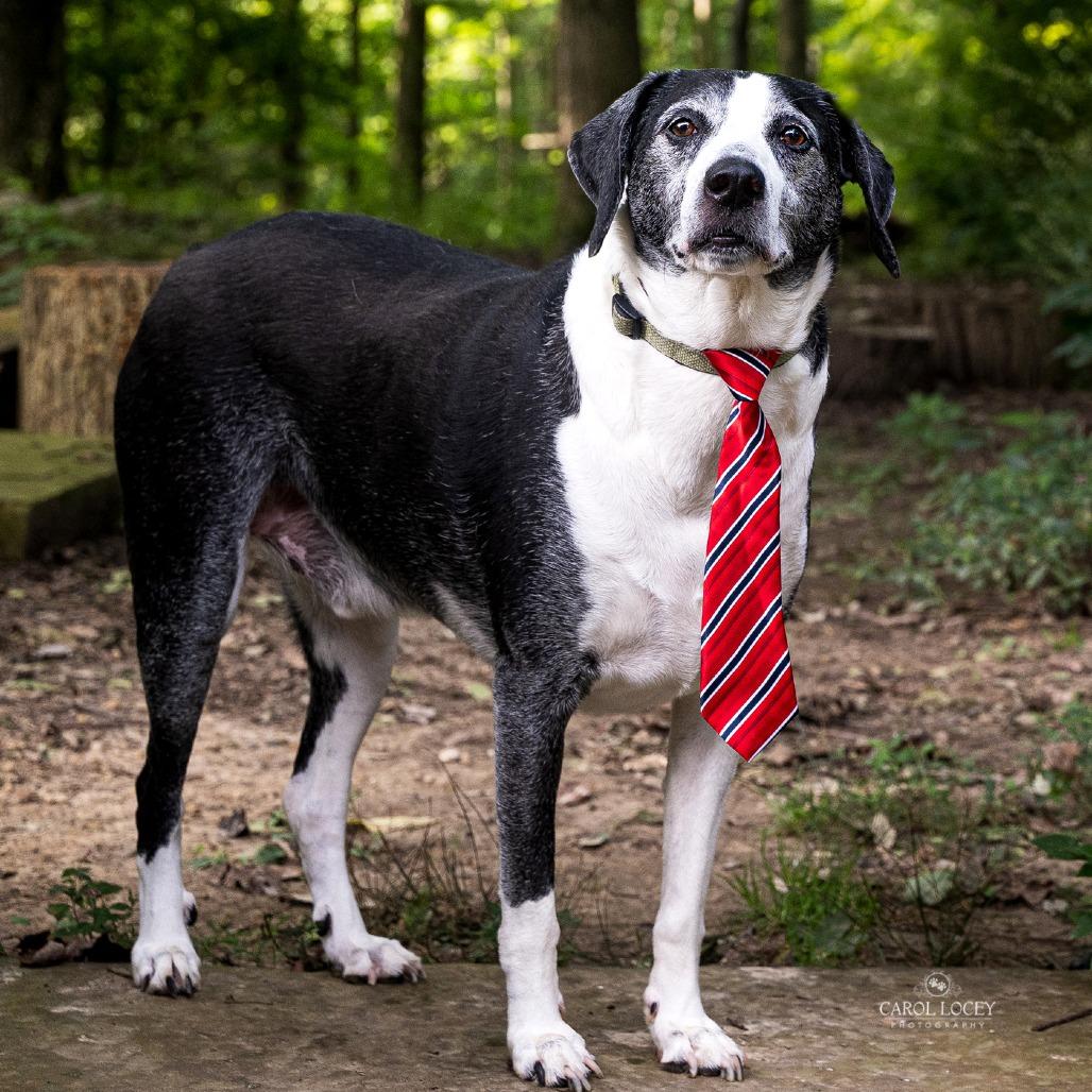Leo- $90 Adoption Fee!, Adoptable, Senior Male Pointer.