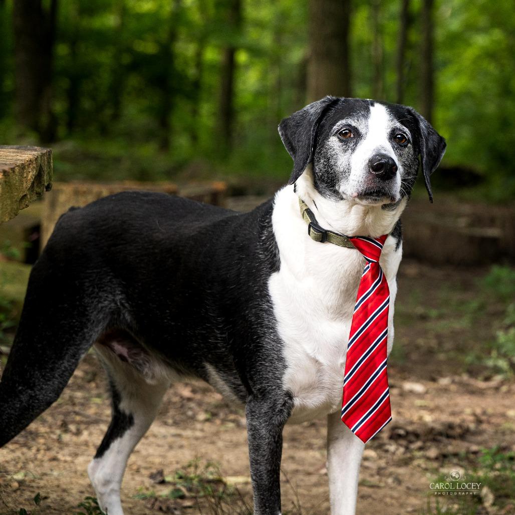 Enlarge Leo- $90 Adoption Fee!, a Adoptable Pointer in Cincinnati, OH image 2/6