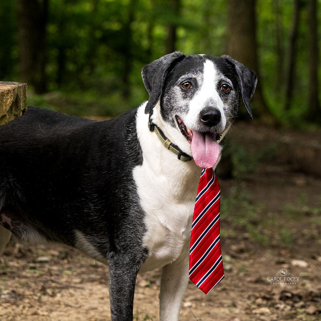 Enlarge Leo- $90 Adoption Fee!, a Adoptable Pointer in Cincinnati, OH image 3/6