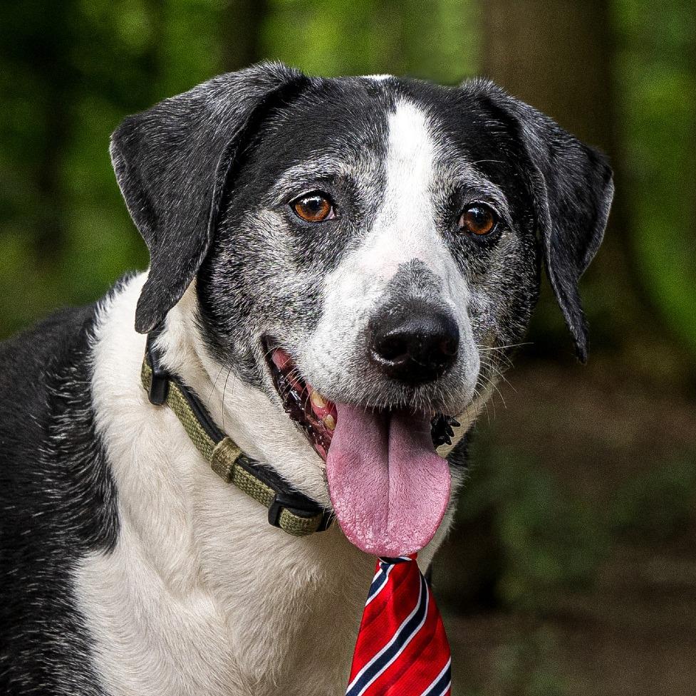 Enlarge Leo- $90 Adoption Fee!, a Adoptable Pointer in Cincinnati, OH image 4/6