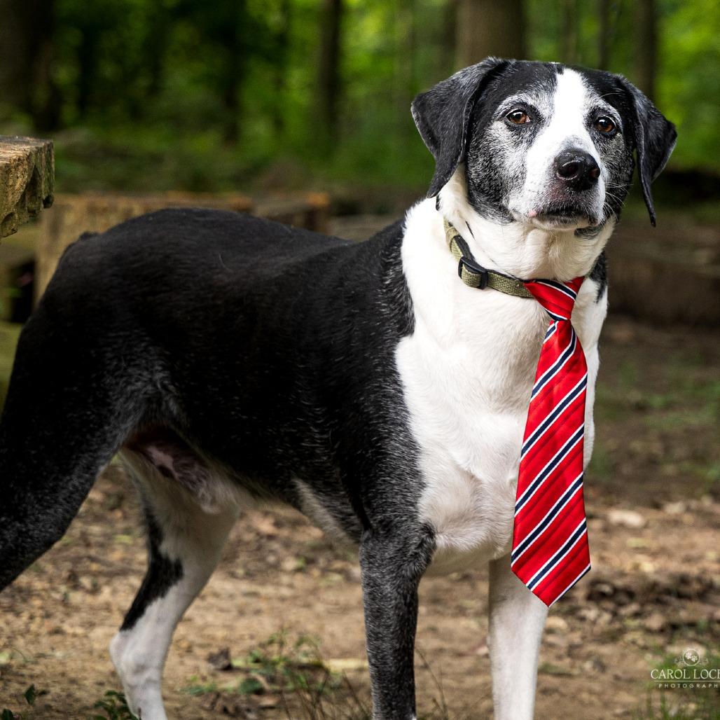Enlarge Leo- $90 Adoption Fee!, a Adoptable Pointer in Cincinnati, OH image 5/6