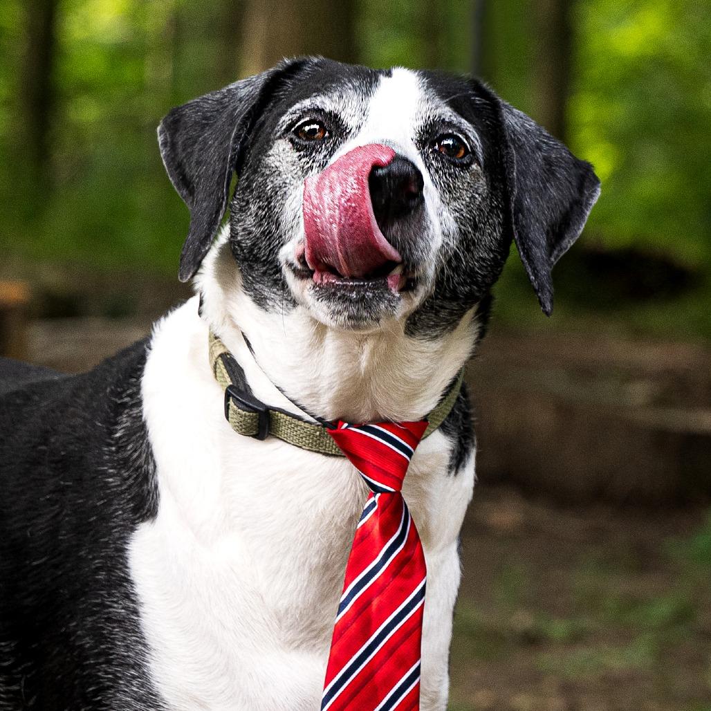 Enlarge Leo- $90 Adoption Fee!, a Adoptable Pointer in Cincinnati, OH image 6/6