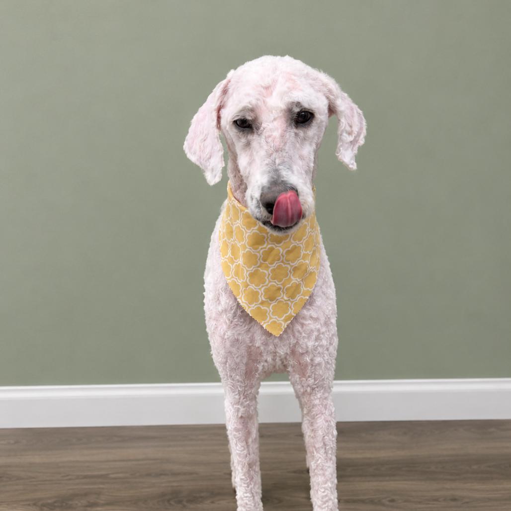 Tucker, Adoptable, Adult Male Poodle & Golden Retriever.