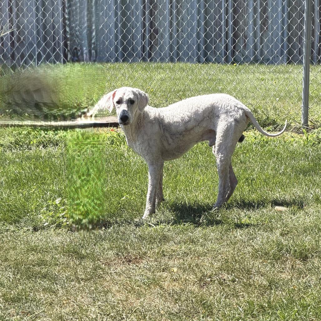 Enlarge Tucker, a Adoptable mixed breed in Cashmere, WA image 2/3