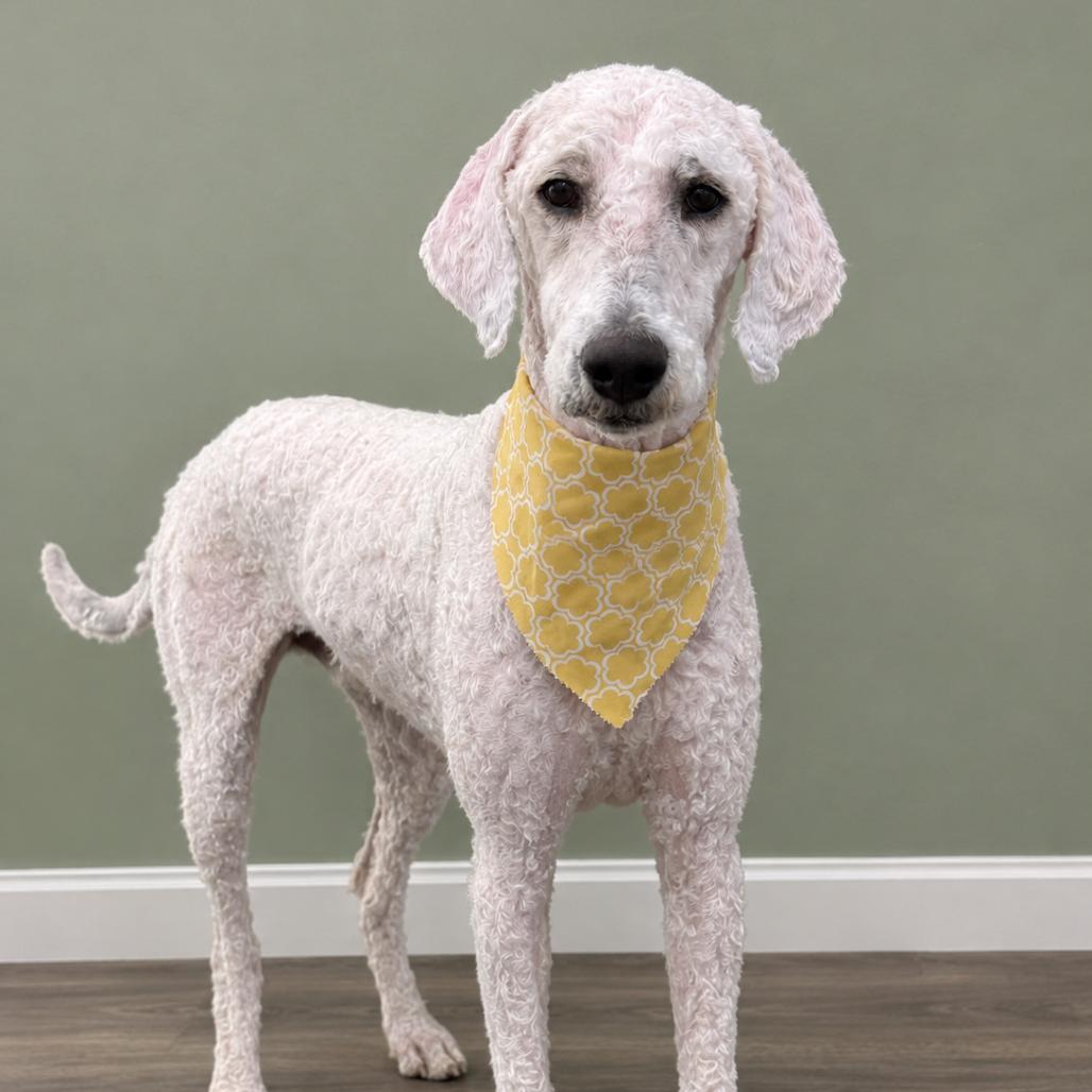 Enlarge Tucker, a Adoptable mixed breed in Cashmere, WA image 3/3