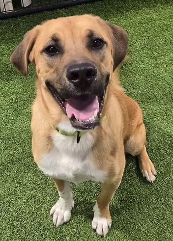 Enlarge Herc, a ADOPTABLE mixed breed in Racine, WI image 3/3