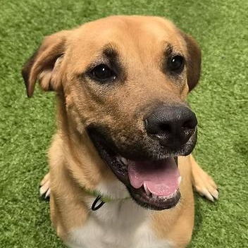 Herc, ADOPTABLE, Young Male Shepherd.
