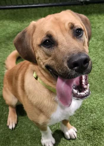 Enlarge Herc, a ADOPTABLE mixed breed in Racine, WI image 2/3