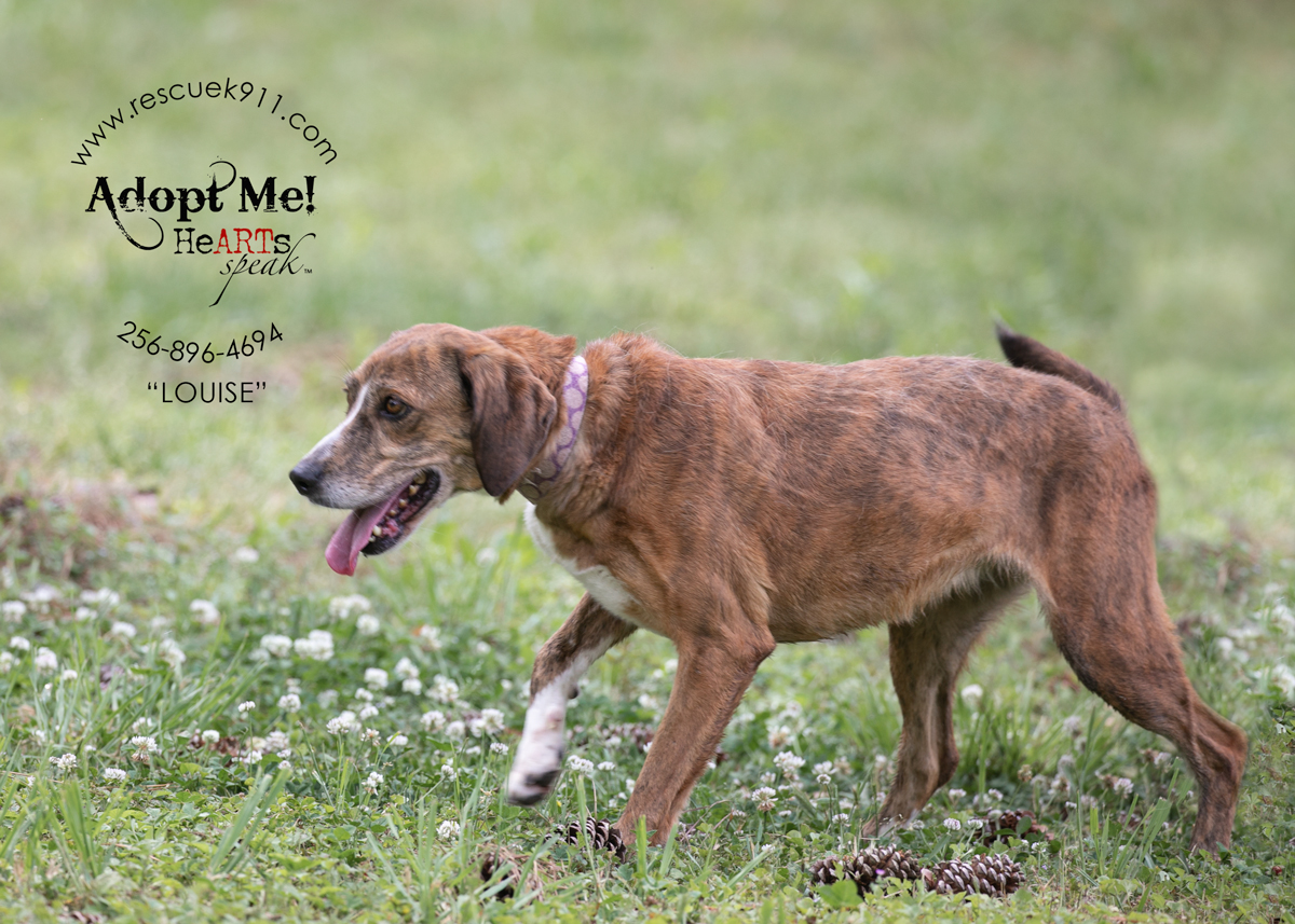 Enlarge Louise, a Adoptable Bloodhound in Camp Hill, AL image 6/9