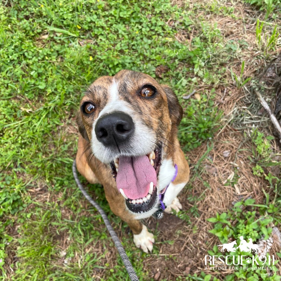 Enlarge Louise, a Adoptable Bloodhound in Camp Hill, AL image 5/9