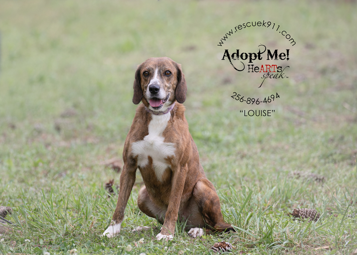 Enlarge Louise, a Adoptable Bloodhound in Camp Hill, AL image 1/9