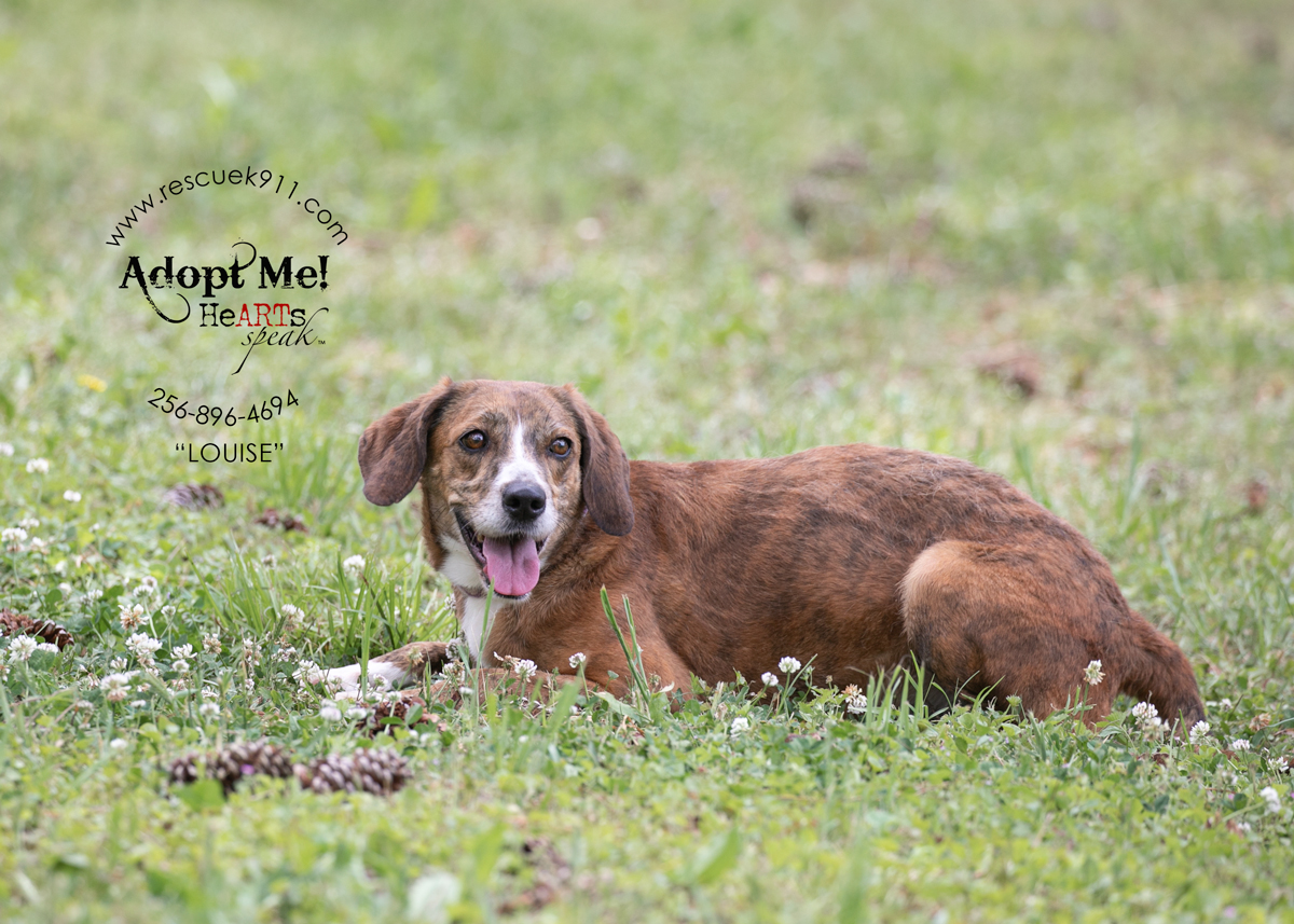 Enlarge Louise, a Adoptable Bloodhound in Camp Hill, AL image 7/9
