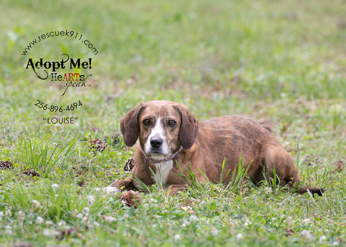 Enlarge Louise, a Adoptable Bloodhound in Camp Hill, AL image 9/9