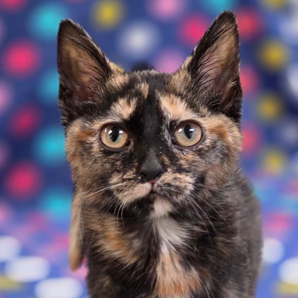Enlarge Frantic, a Adoptable Domestic Short Hair in Merrillville, IN image 1/1