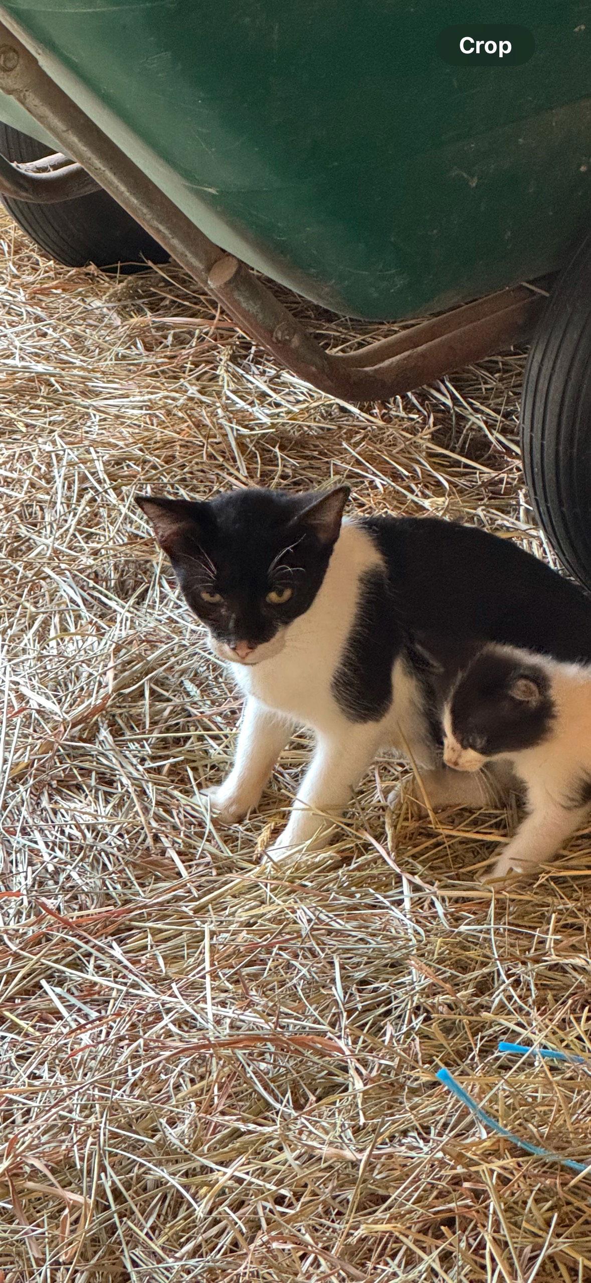 Mama Cat, Adoptable, Young Female Domestic Short Hair.