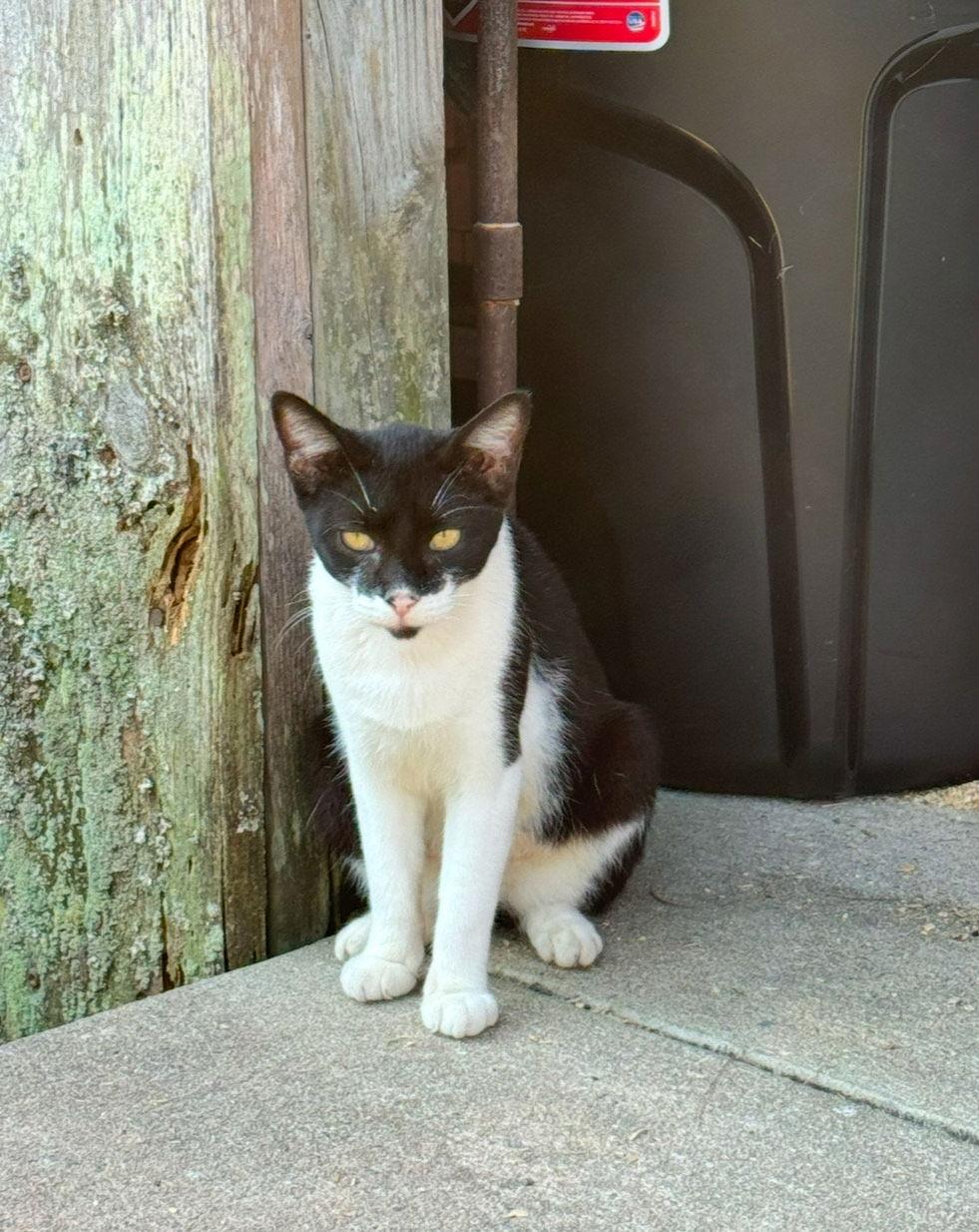 Mama Cat, a Adoptable Domestic Short Hair in Pittsboro, NC image 2/2