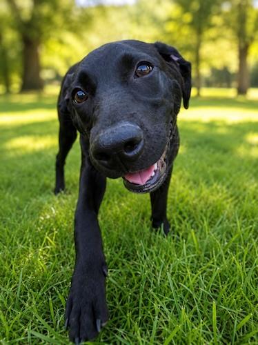 Enlarge Sparky 10, a Adoptable mixed breed in Killingworth, CT image 2/5