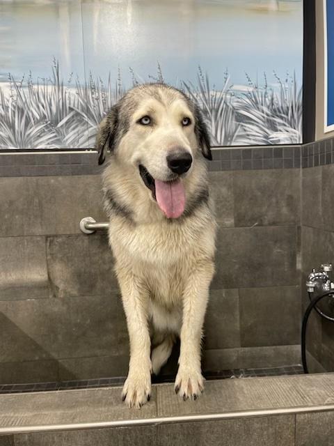 Enlarge Lola, a Adopted mixed breed in Acton, ON image 2/2