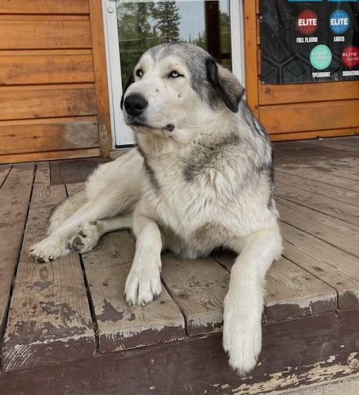 Enlarge Lola, a Adopted mixed breed in Acton, ON image 1/2