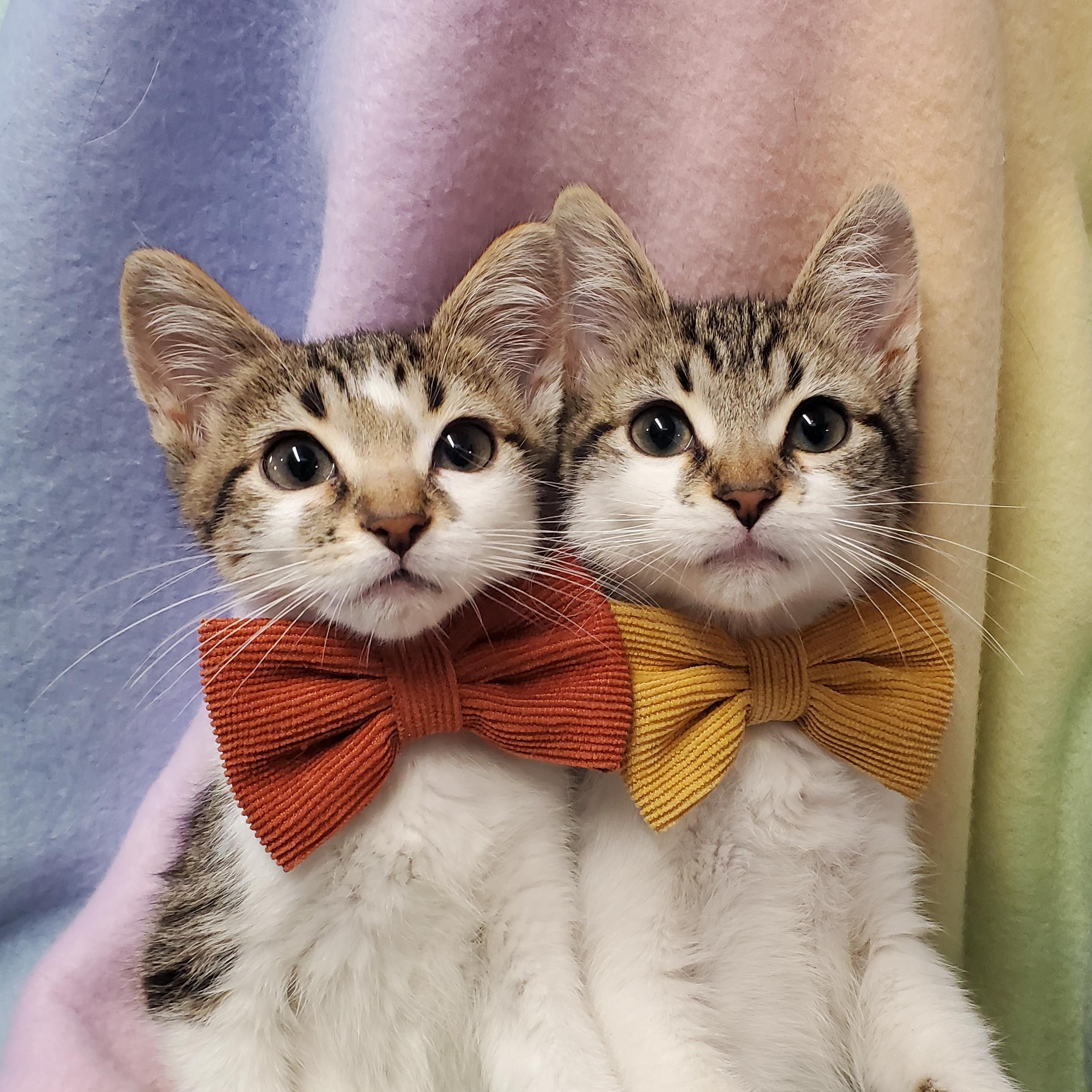 Tony & Capo, ADOPTABLE, Kitten Male Domestic Short Hair.