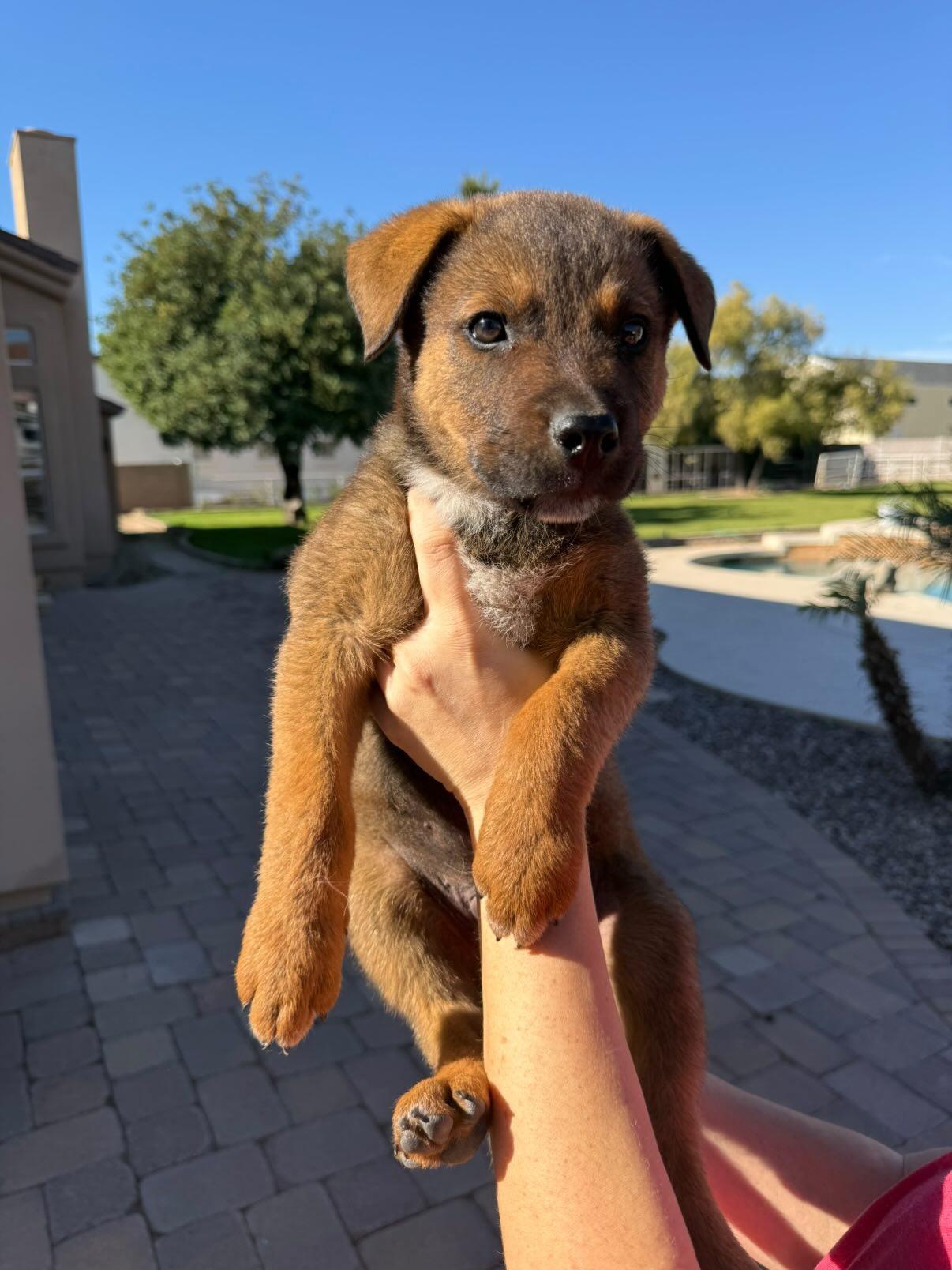 Enlarge Bean/ Ollie, a Adopted mixed breed in Phoenix, AZ image 1/5