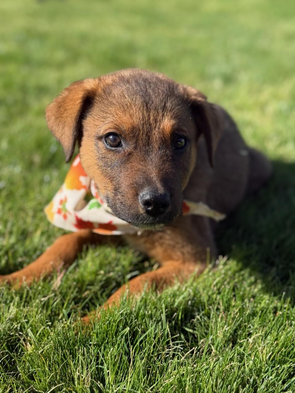 Enlarge Bean/ Ollie, a Adopted mixed breed in Phoenix, AZ image 2/5