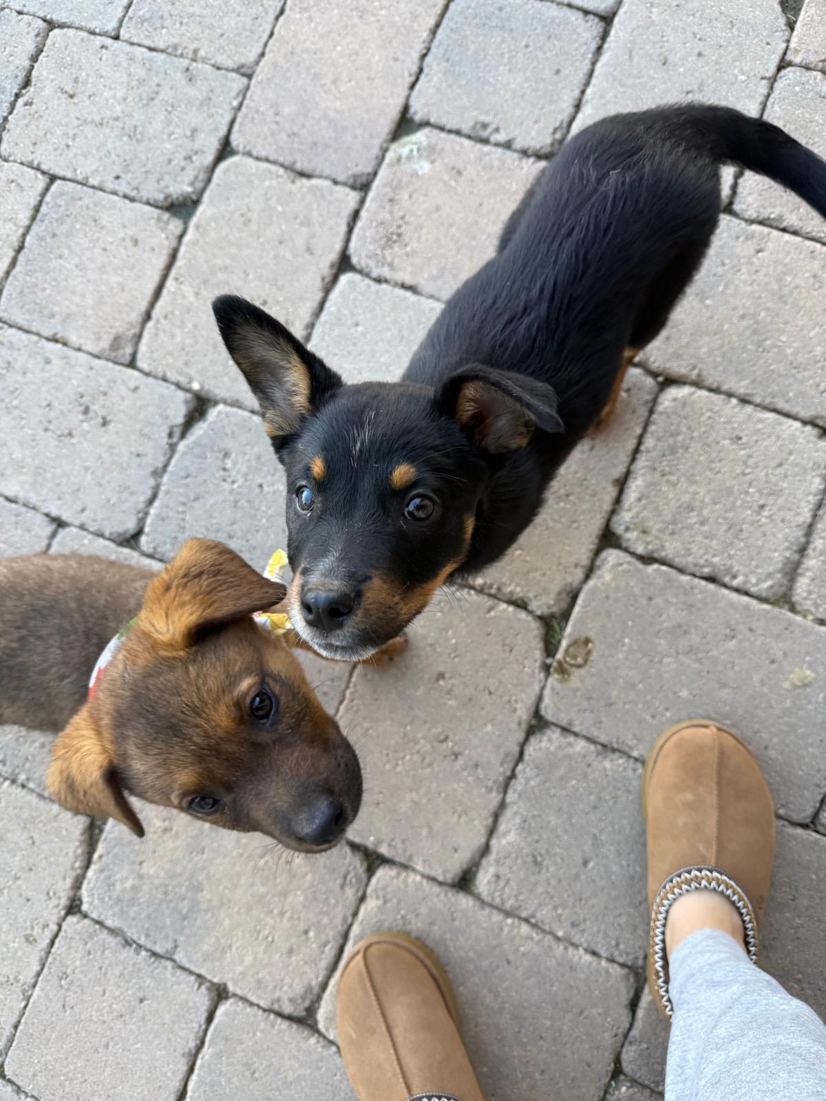 Enlarge Bean/ Ollie, a Adopted mixed breed in Phoenix, AZ image 3/5