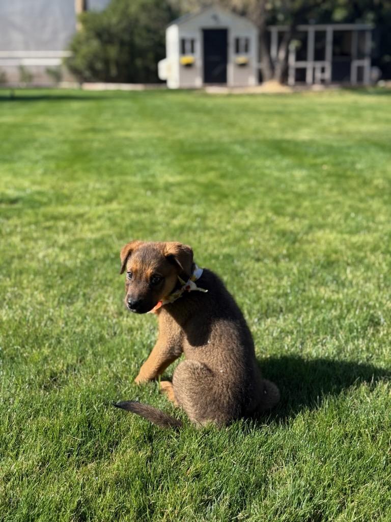 Enlarge Bean/ Ollie, a Adopted mixed breed in Phoenix, AZ image 4/5