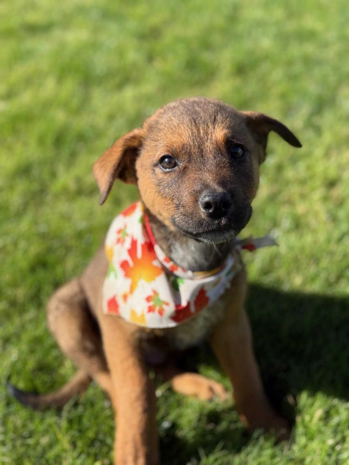 Enlarge Bean/ Ollie, a Adopted mixed breed in Phoenix, AZ image 5/5