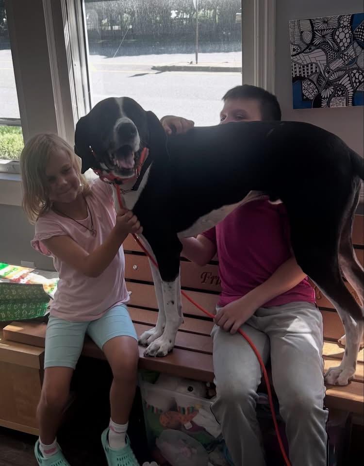 Enlarge Maverick, a ADOPTABLE mixed breed in Mahwah, NJ image 2/6