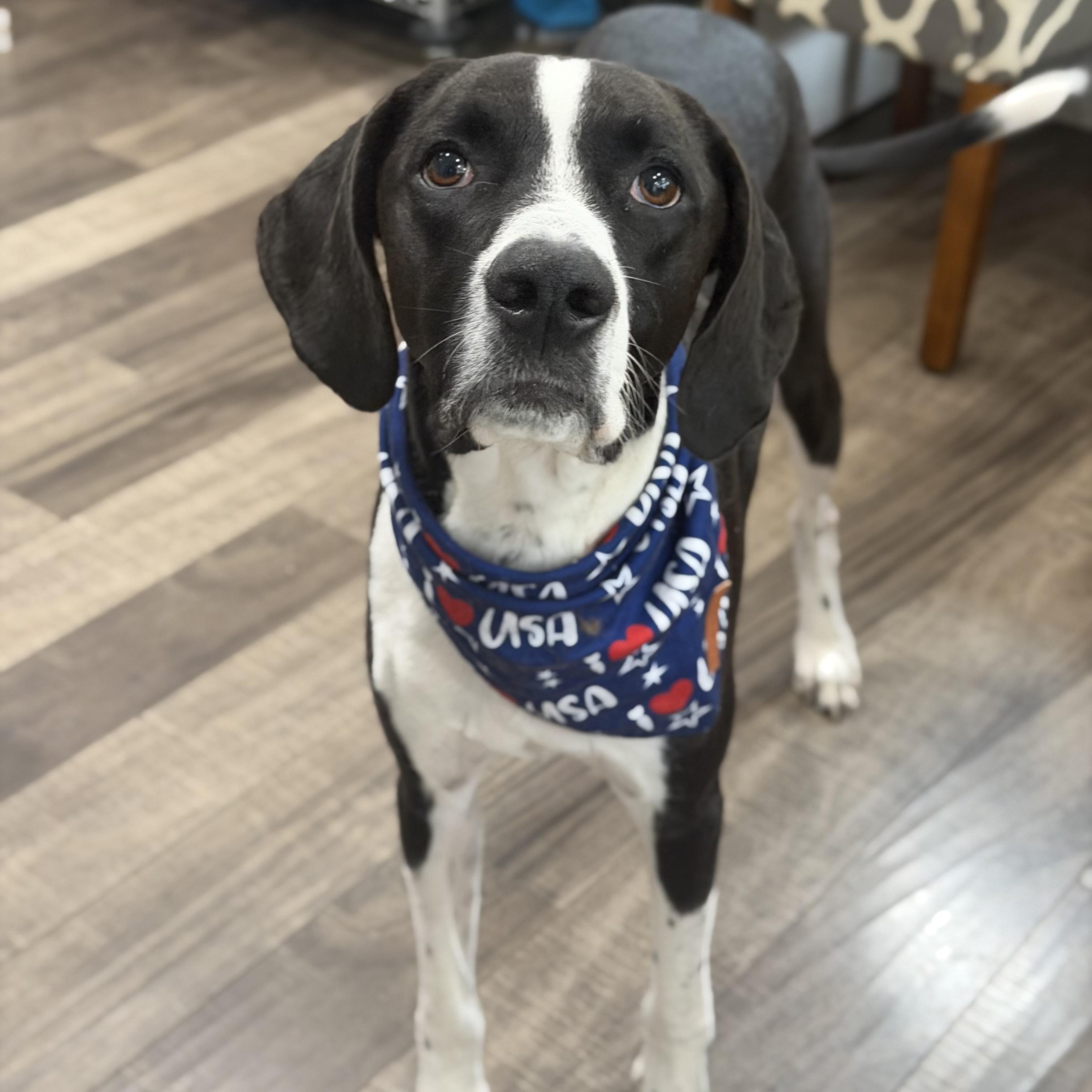 Maverick, Adoptable, Adult Male Coonhound.
