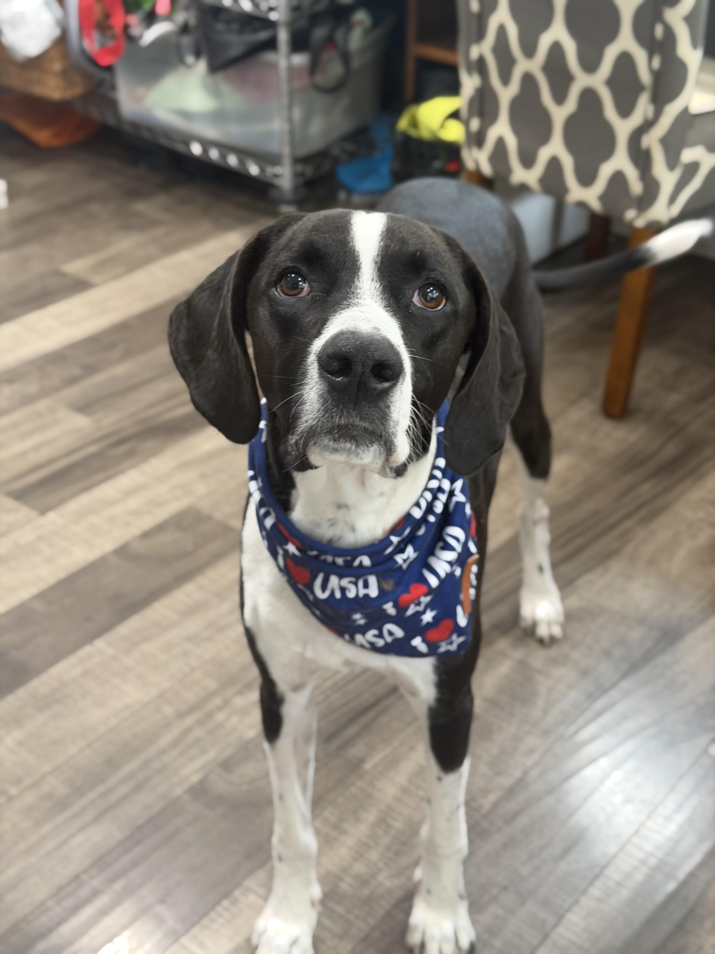 Enlarge Maverick, a ADOPTABLE mixed breed in Mahwah, NJ image 3/6