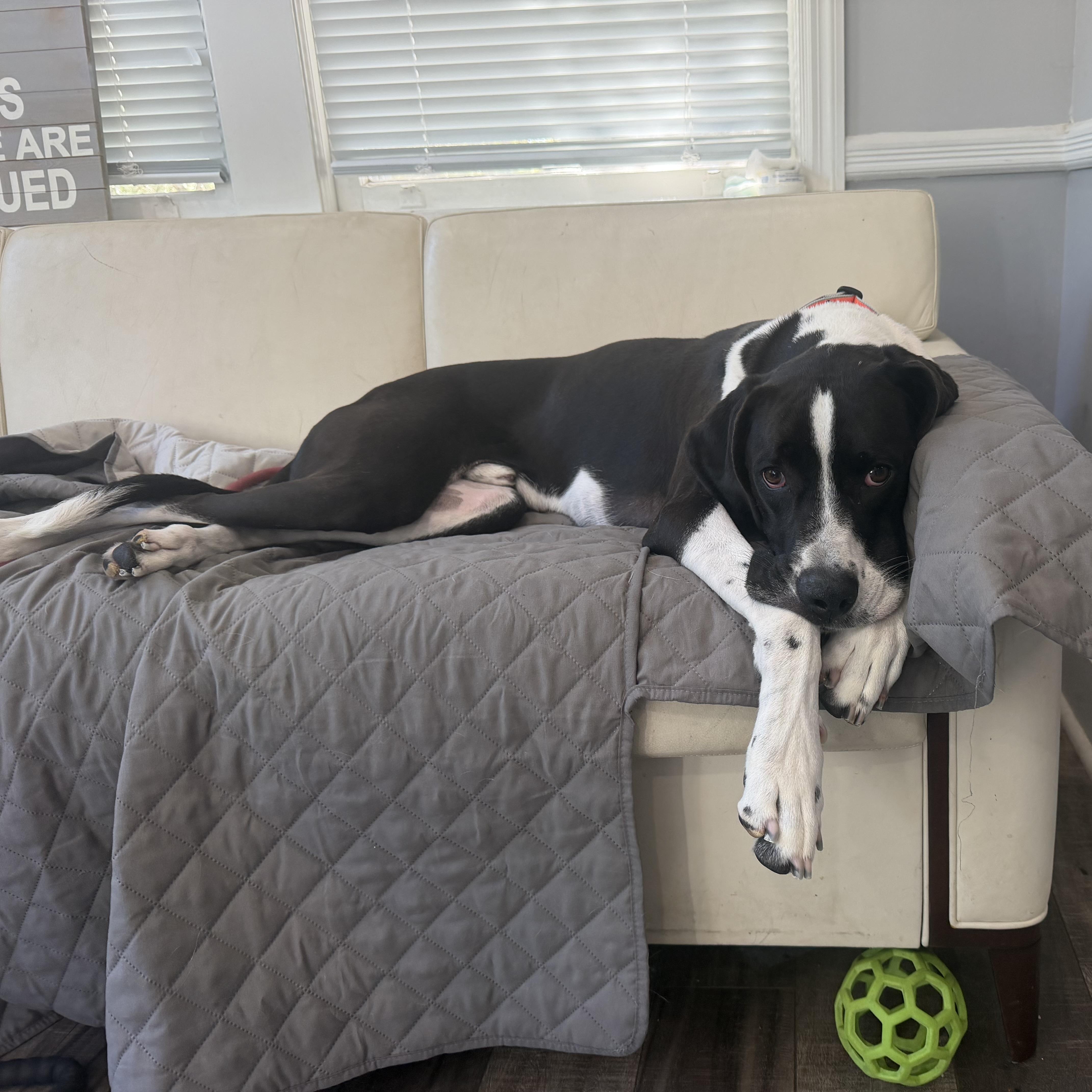 Enlarge Maverick, a ADOPTABLE mixed breed in Mahwah, NJ image 1/6