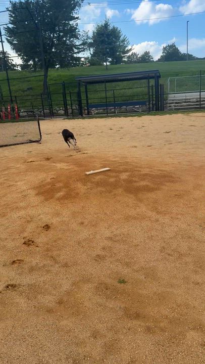 Enlarge Maverick, a ADOPTABLE mixed breed in Mahwah, NJ video 4/6