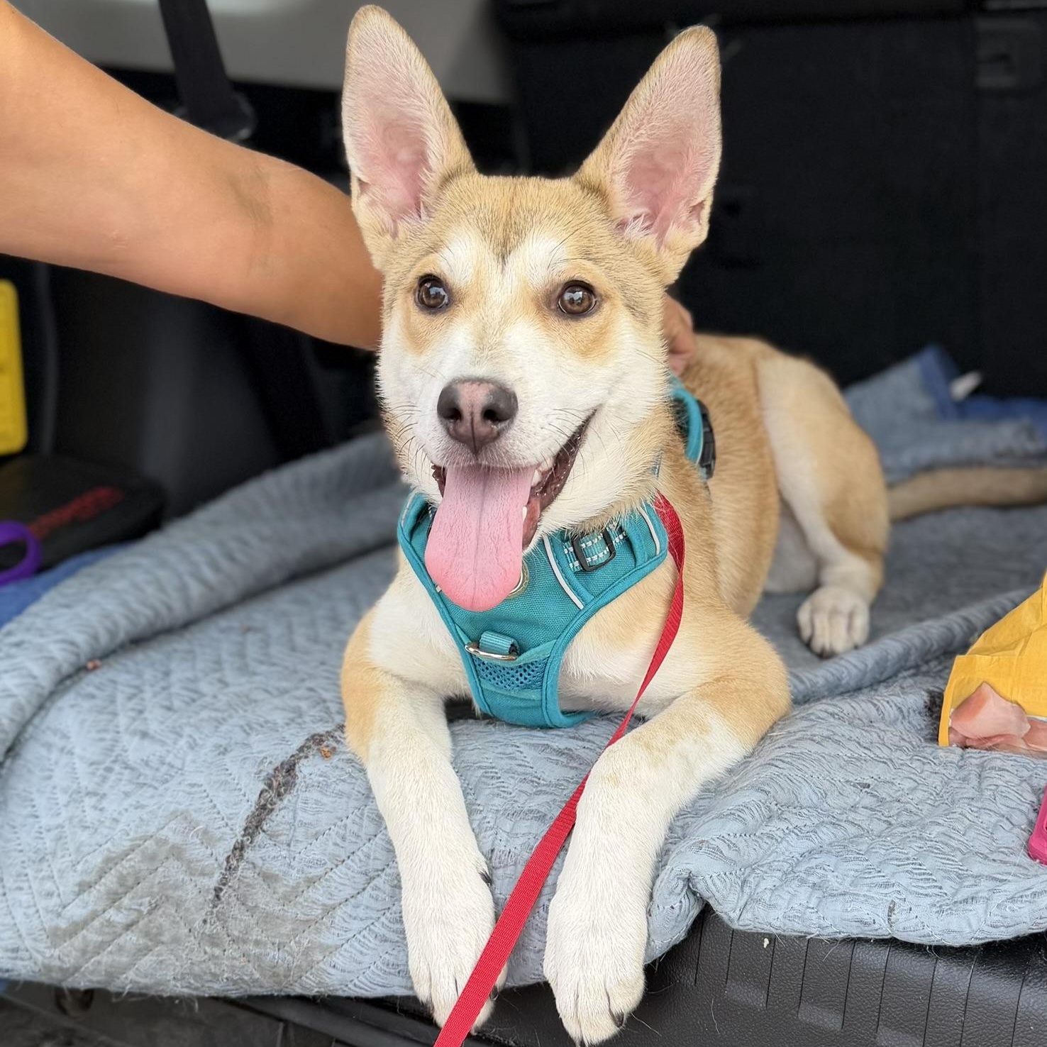 Rocco, a ADOPTABLE mixed breed in San Diego, CA image 1/2