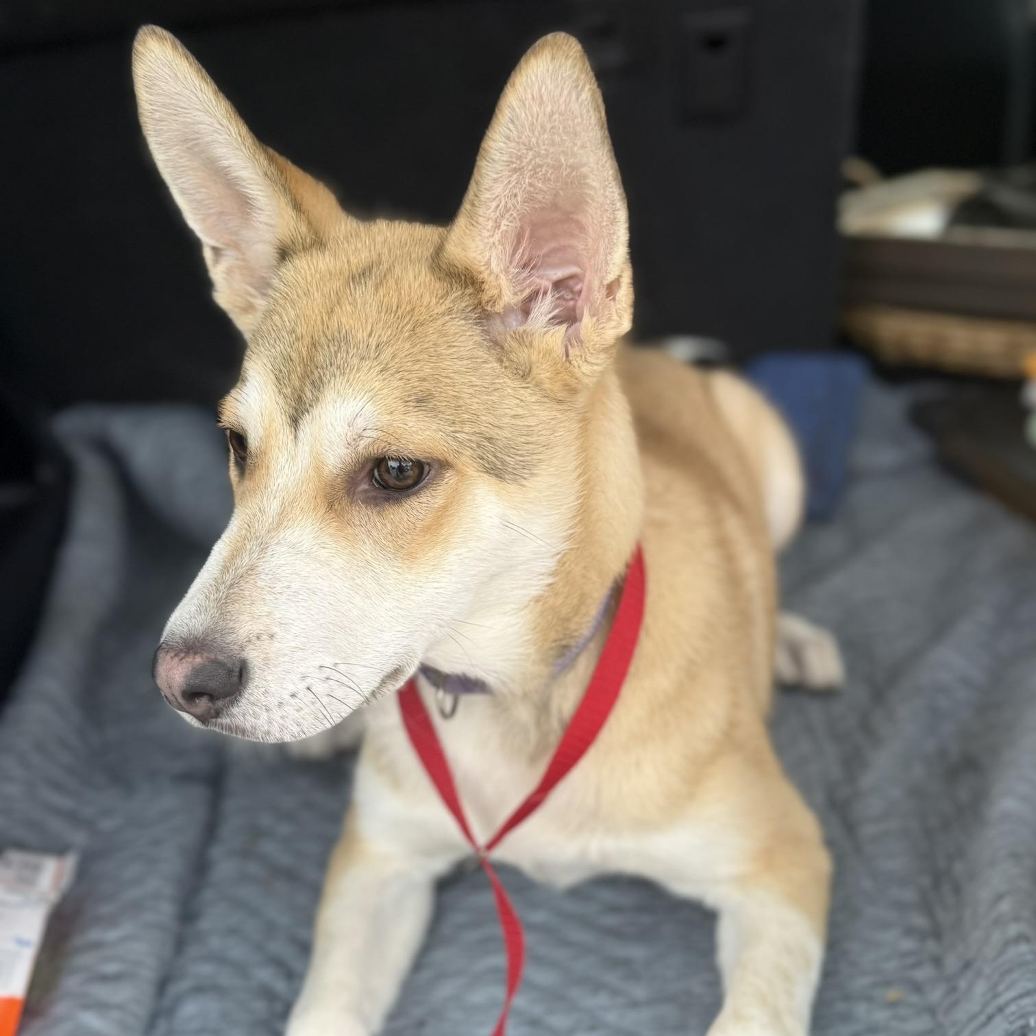 Rocco, a ADOPTABLE mixed breed in San Diego, CA image 2/2