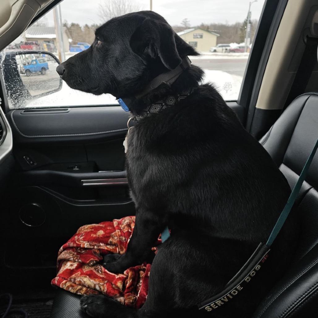 Shadow, a Adoptable Black Labrador Retriever in Blair, WI image 2/3