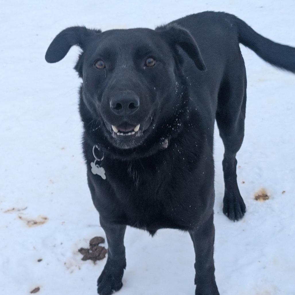 Shadow, a Adoptable Black Labrador Retriever in Blair, WI image 3/3