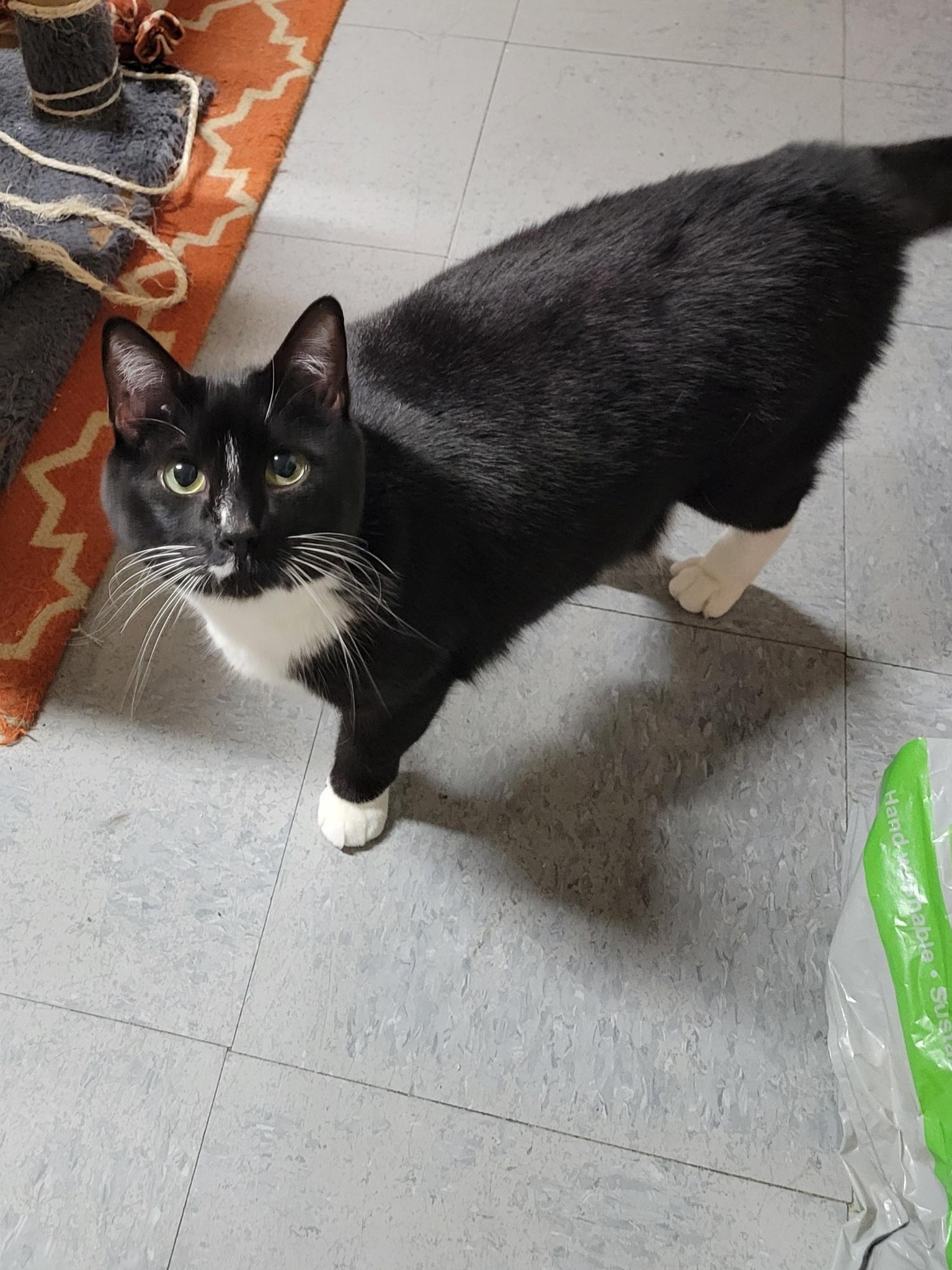 Enlarge Kauai, a Adoptable mixed breed in Palo Cedro, CA image 1/3