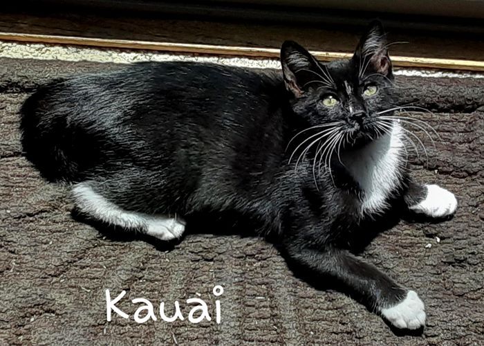 Cat for adoption Kauai, a Domestic Short Hair Mix in Palo Cedro, CA