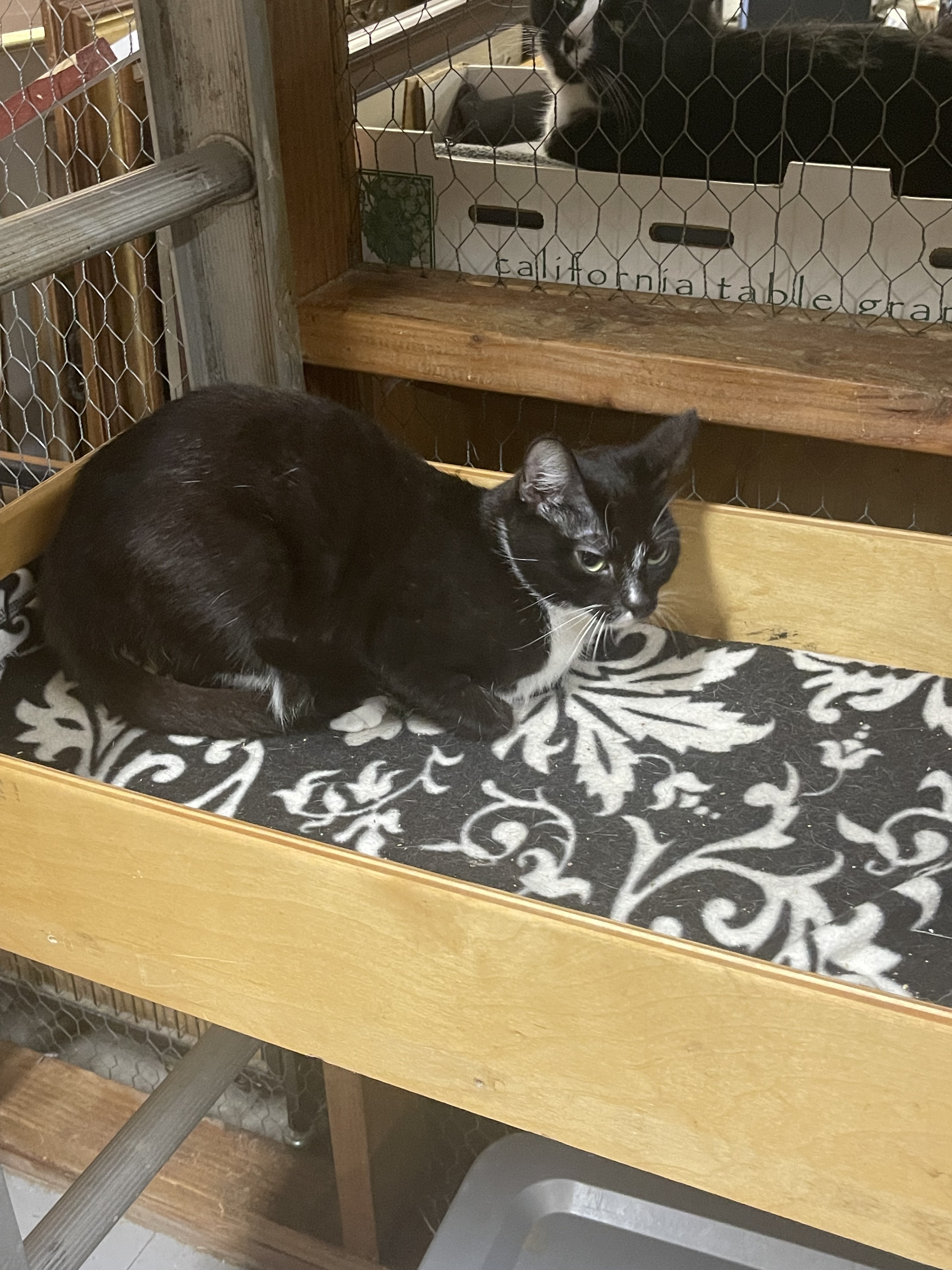 Enlarge Kauai, a Adoptable mixed breed in Palo Cedro, CA image 3/3