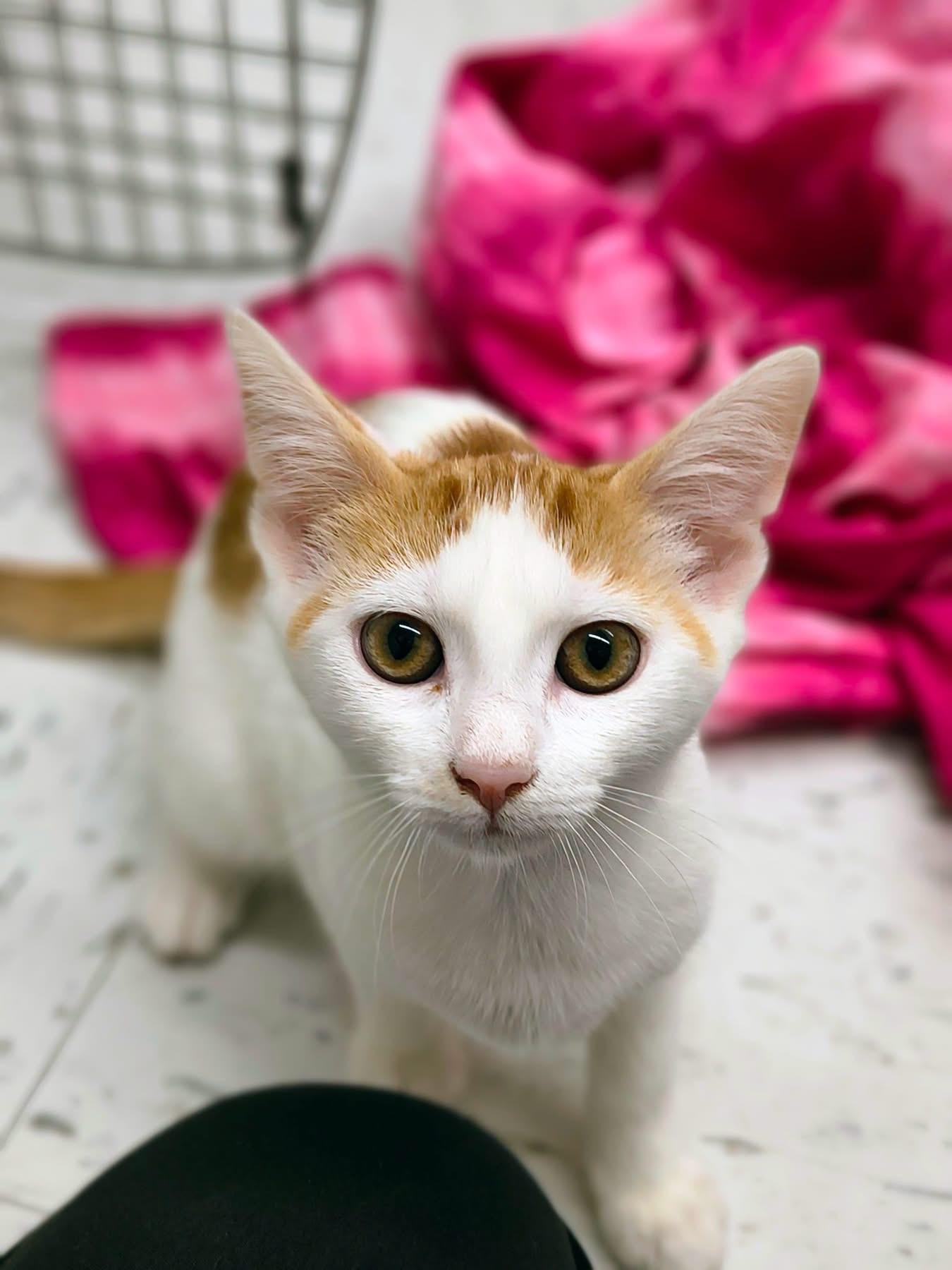 Spaghetti, Adoptable, Young Female Domestic Short Hair.