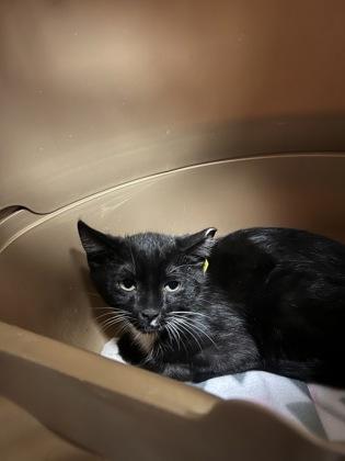 Gibblett, Adoptable, Kitten Female Domestic Short Hair & Domestic Short Hair.