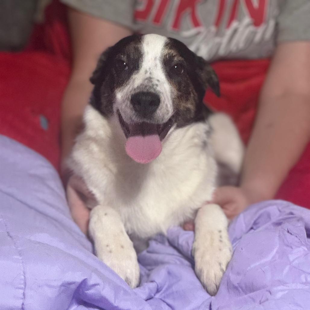 Bashful, Adoptable, Puppy Female Mixed Breed.