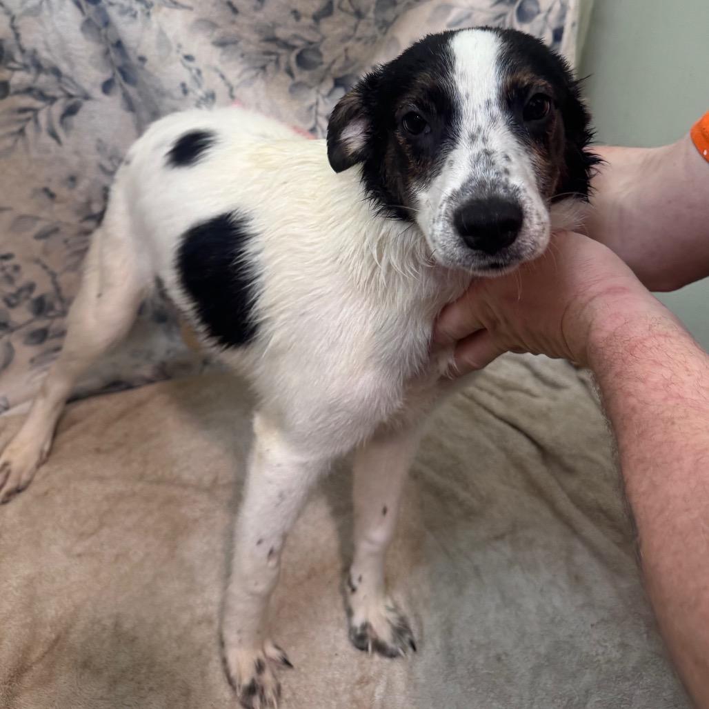 Bashful, a Adoptable Mixed Breed in Inwood, WV image 2/4