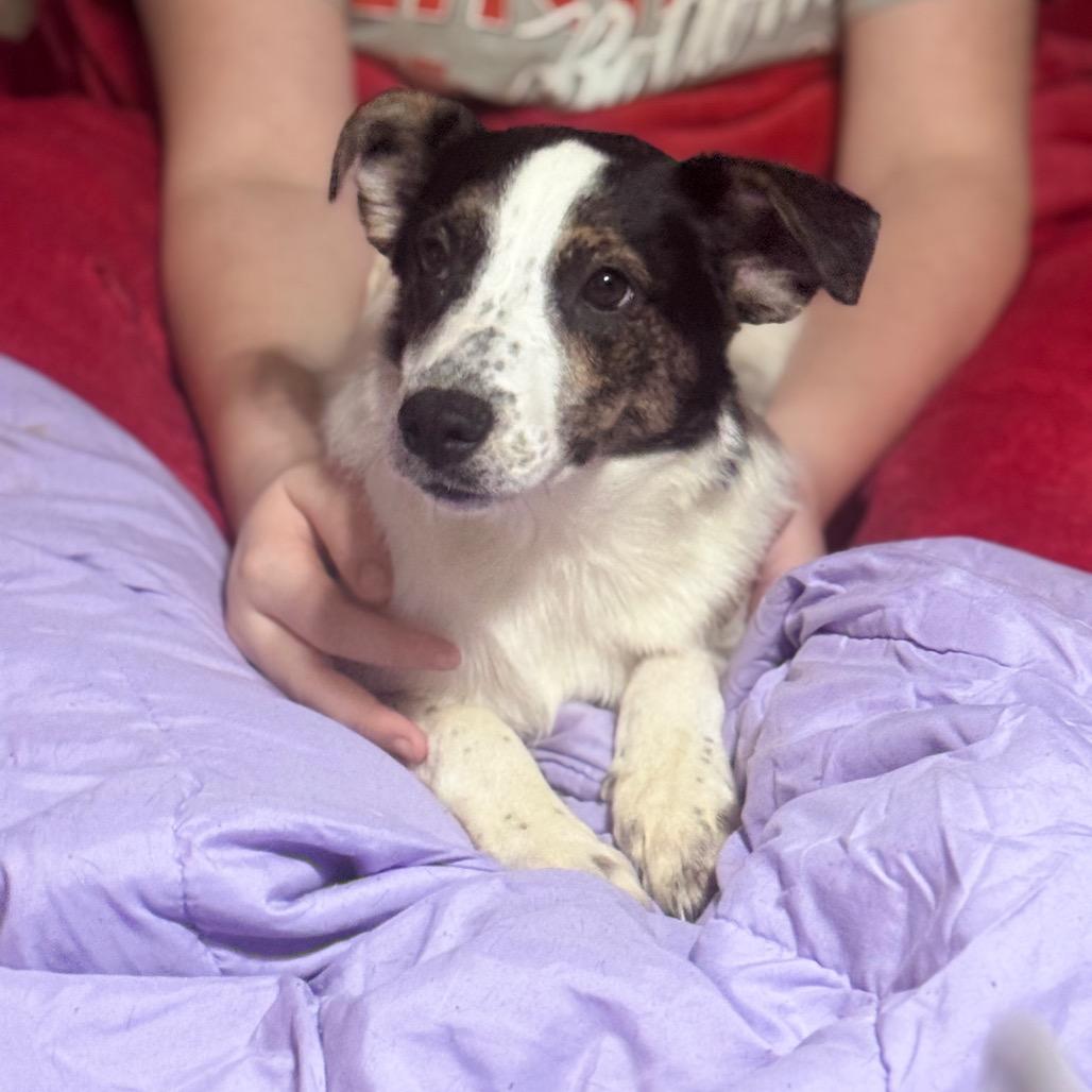 Bashful, a Adoptable Mixed Breed in Inwood, WV image 3/4