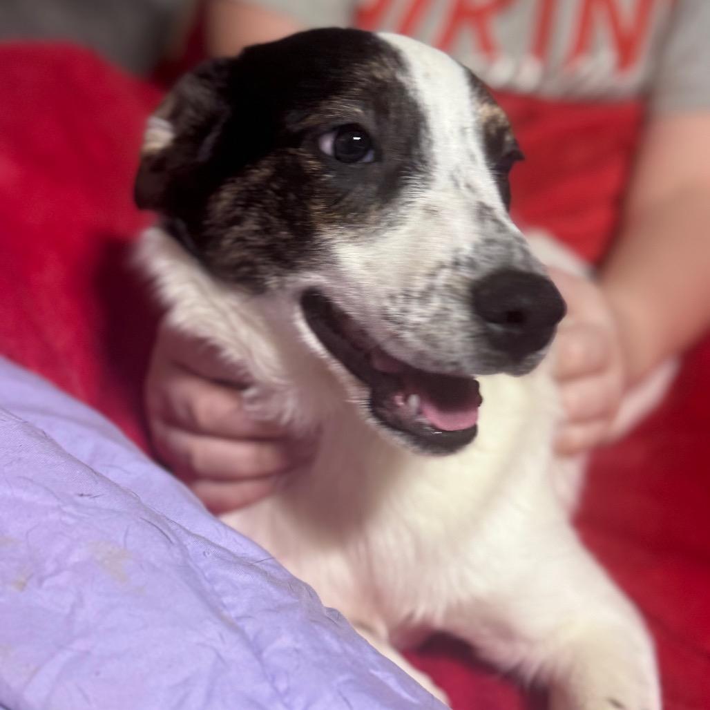 Bashful, a Adoptable Mixed Breed in Inwood, WV image 4/4