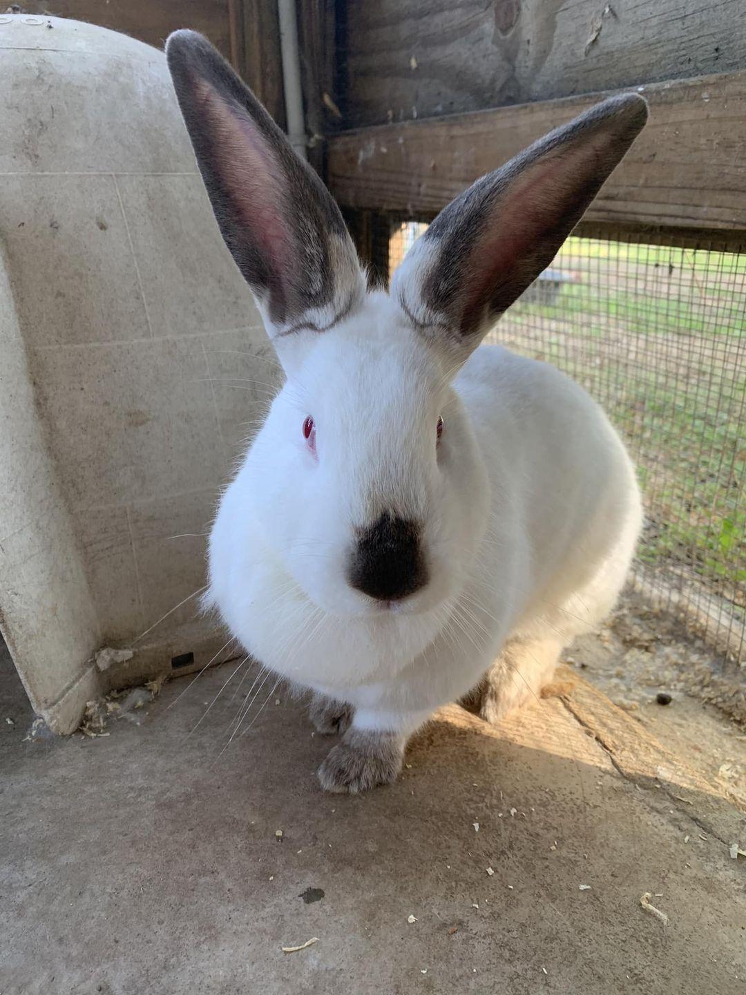 Enlarge Sandy, a Adoptable Flemish Giant in Myakka City, FL image 2/2