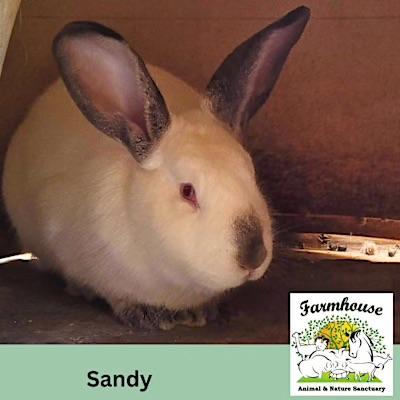 Enlarge Sandy, a Adoptable Flemish Giant in Myakka City, FL image 1/2